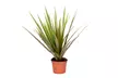 Lot de 4 plantes d'intérieur dracaena comprenant les variétés "Wahnecki", "Marginata", "Lemon Lime" et "Bicolor" - Image 4