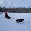 Image 4: Discover Joy: Kennel Tours with Sleigh/Wagon Rides for 2 to 5 People!
