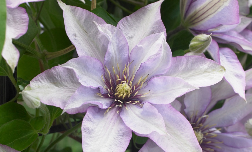 Image 6: Boulevard Patio Clematis