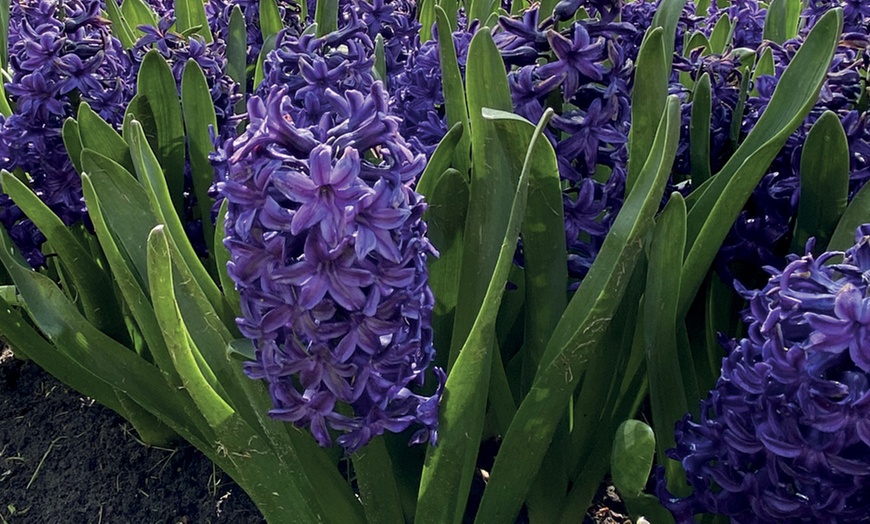 Image 2: 8, 16 or 32 Hyacinth 'Rhapsody in Blue' Hardy Bulbs