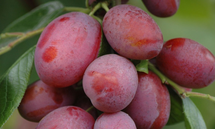 Image 3: Pair of Plum Victoria Trees