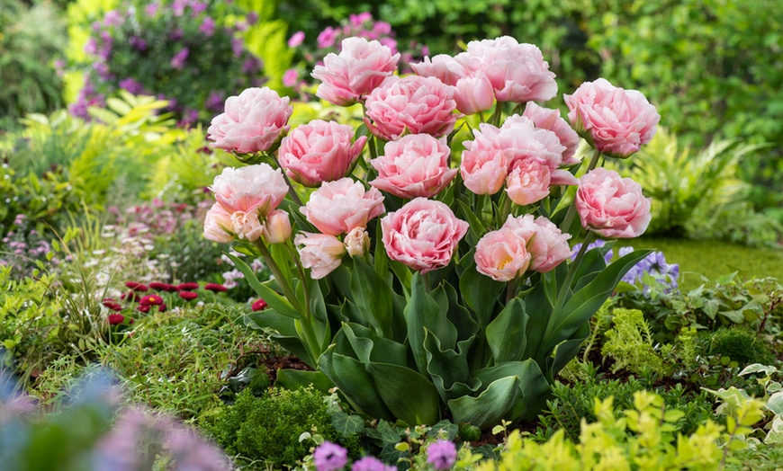 Image 2: Lot de fleurs bulbes à tulipes 'Tulipa Dreamer'