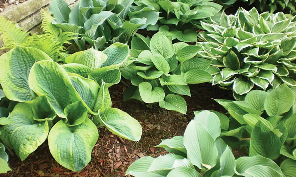 Hosta Perennial Mixed Bare Root Plants (9-Pack) - Second Medium