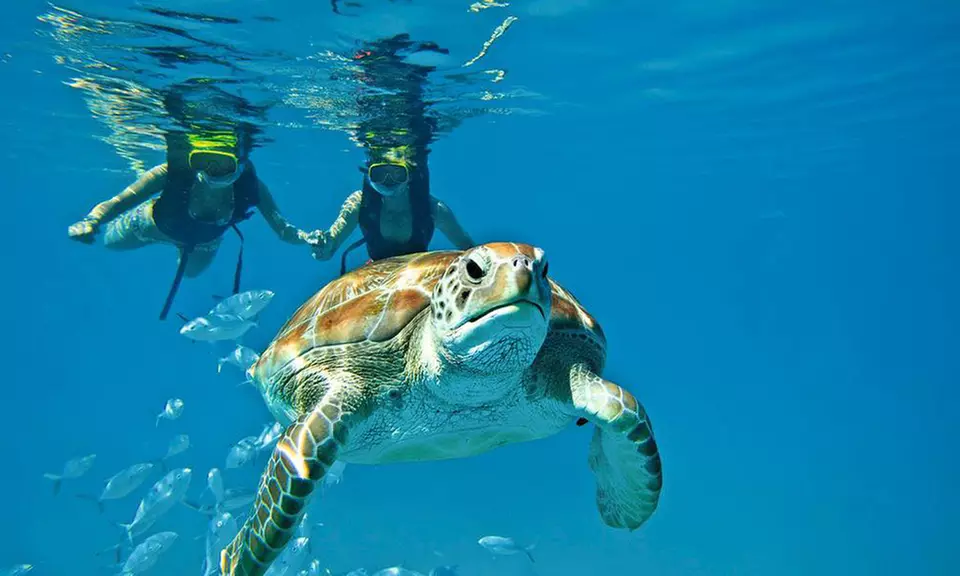 4- or 7-Night Cabana Stay with Snorkeling, Barrier Reef & Manatee Excursions, Meals, and More at IZE South Water Caye - Primary Image