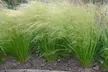 4x oder 8x Federgras (Stipa tenuissima) - Second Medium