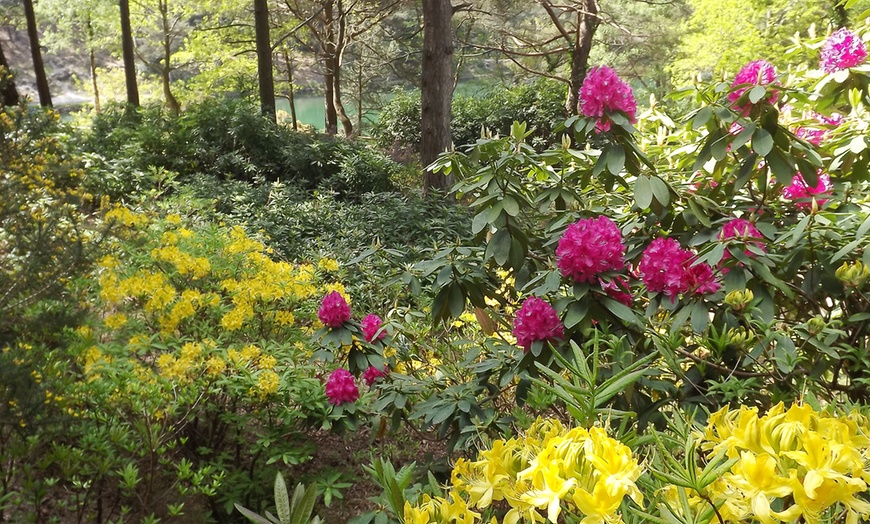 Image 7: Cream Tea in a Garden for Two