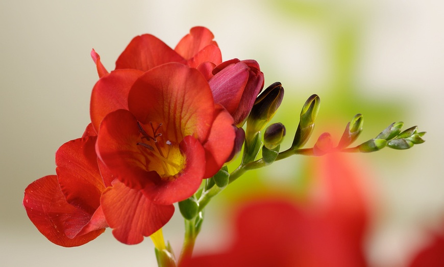 Image 3: Lot de bulbes à fleurs