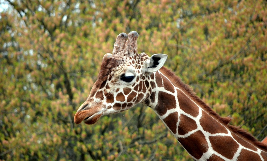 Image 3: Bilet do wrocławskiego ZOO wraz z Afrykarium 