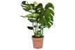1 ou 2 plantes de Monstera Deliciosa, disponibles en version XXL aussi - Second Medium
