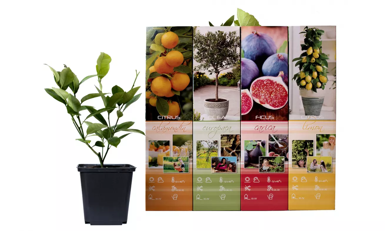 4 plantas mediterráneas