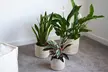 Three Pack Seagrass Planter Basket - Image 7