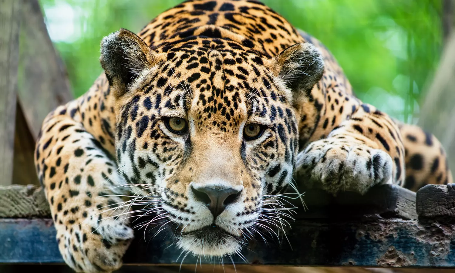 ¡Vive una aventura salvaje! Entrada de día para niños y/o adultos a Terra Natura Murcia y ahorra hasta un 27% - Primary Image