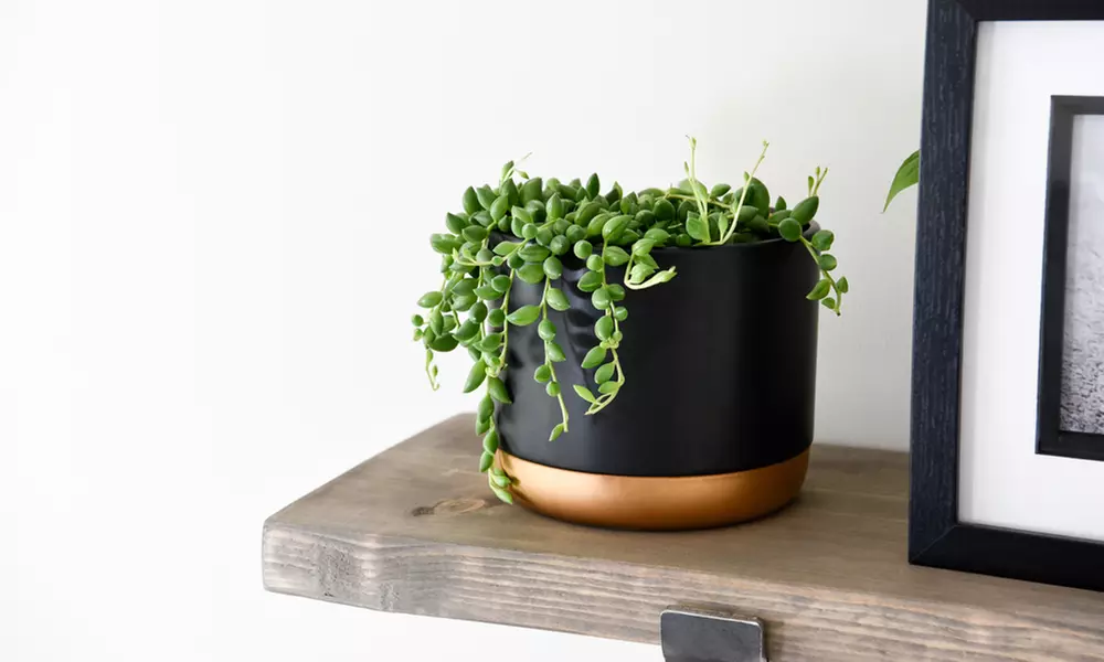 Mixed Selection of Hanging Houseplants - Potted Plants