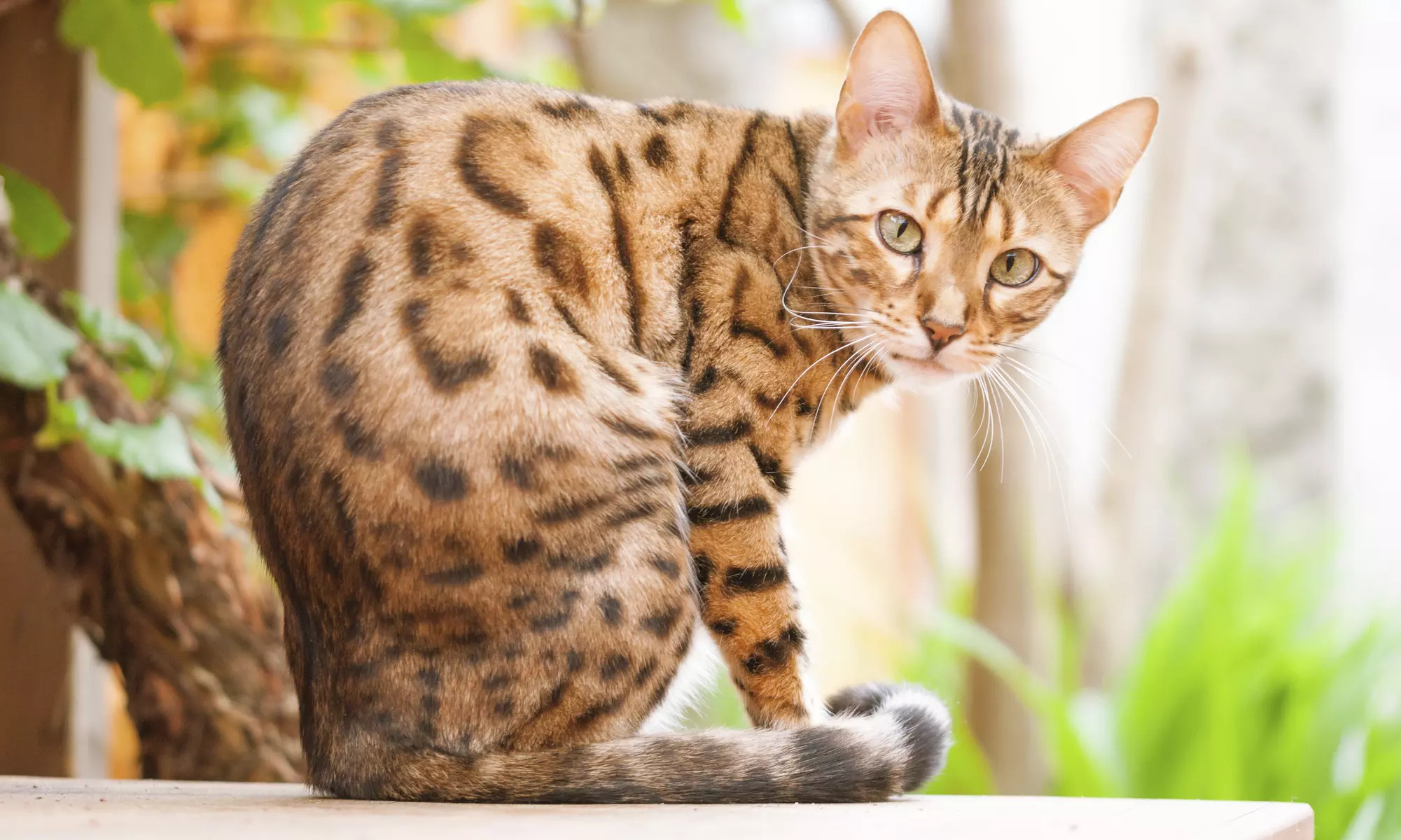 Seven Days of Pet Sitting Services from Ladera Ranch Pet Sitting (50% Off) - Primary Image