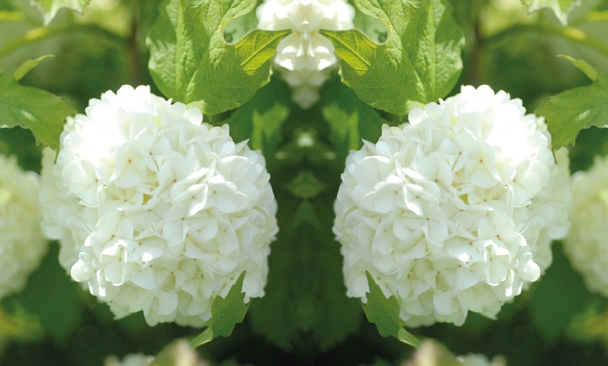 Image 3: Viburnum Opulus Roseum Shrub