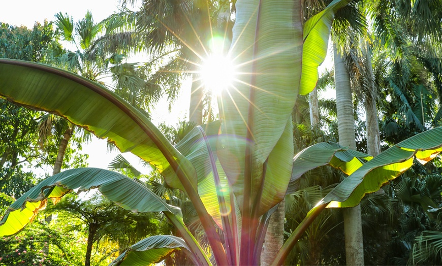 Image 2: Rootz Set of Two Musa Basjoo Hardy Banana Plants