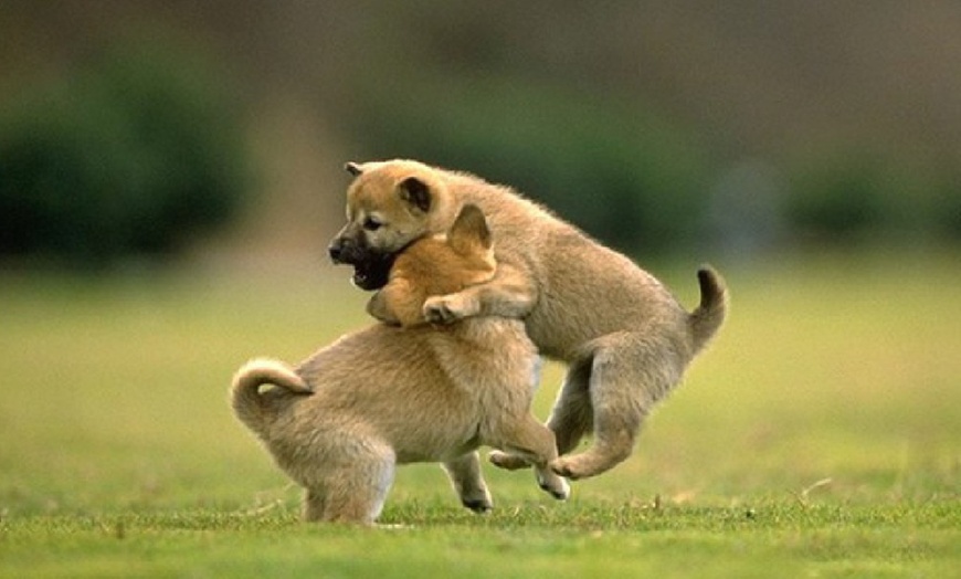 Image 3: Pet Boarding at PoshPaws Kennels and Cattery