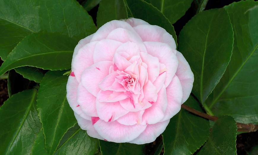 Image 4: 1 ou 2 plantes de camélia du Japon