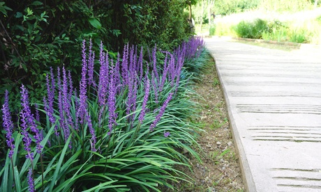 Set di 2 o 4 piante Lily Grass Liriope Moneymaker con spedizione gratuita