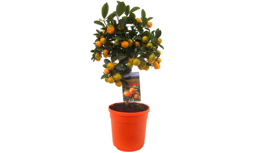 Image 6: Citrus Calamondin mini-sinaasappelboom