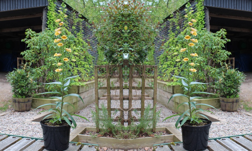 Image 3: Digitalis Foxglove ‘Goldcrest’-1, 3 or 5 Potted Plants in 1 Litre Pots