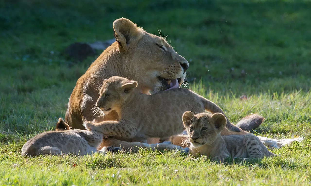 Séjour en famille au Royaume des Lions : nuit magique face aux fauves