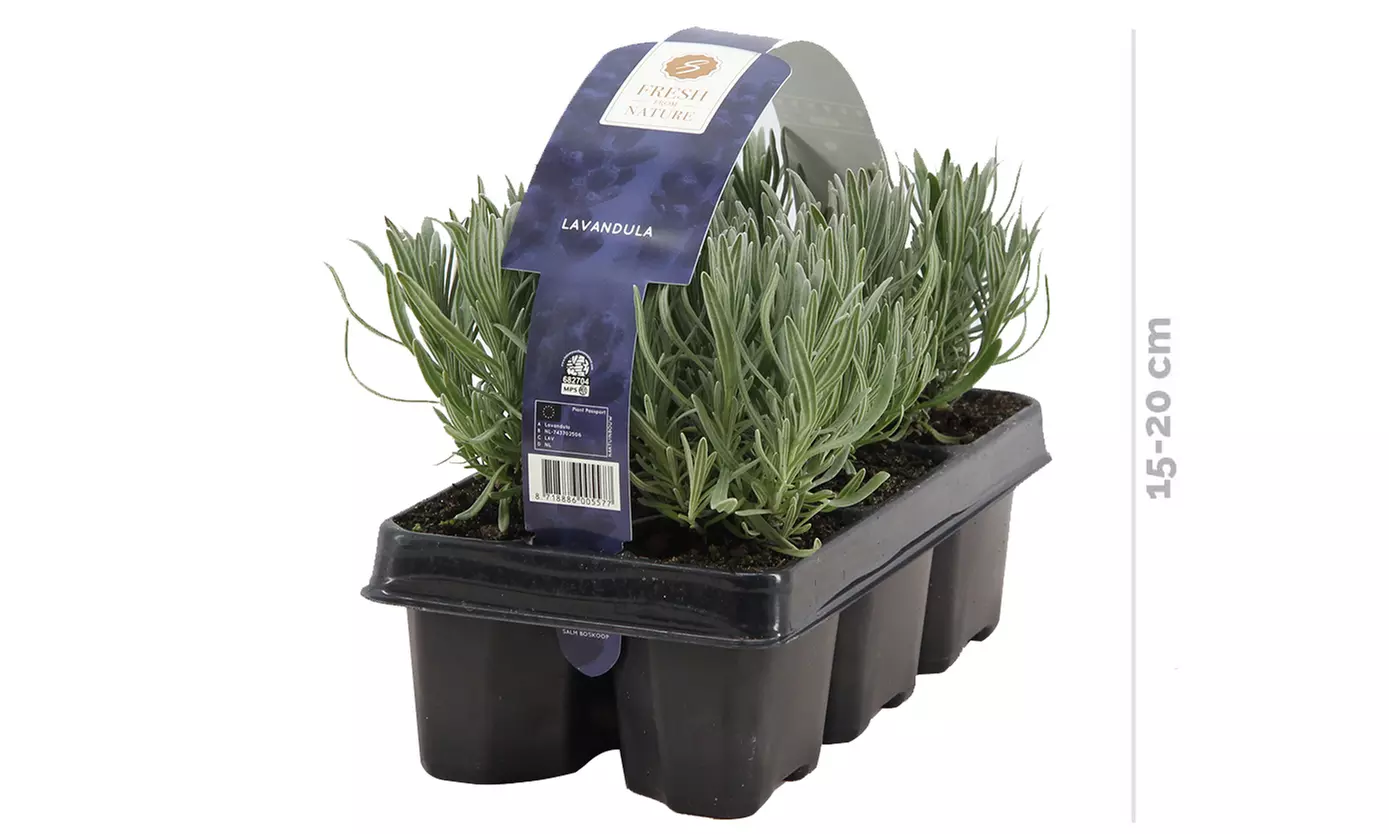 6er, 12er- oder 18er-Set Lavendel-Pflanzen