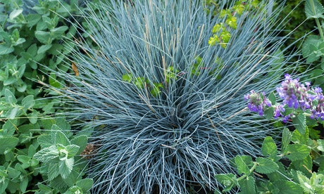 Set di 2 o 4 piante ornamentali Fescue Festuca Glauca Elijah Blue con spedizione gratuita