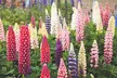 Perfect for Pollinators Perennials - 18 or 36 Plants - Second Medium