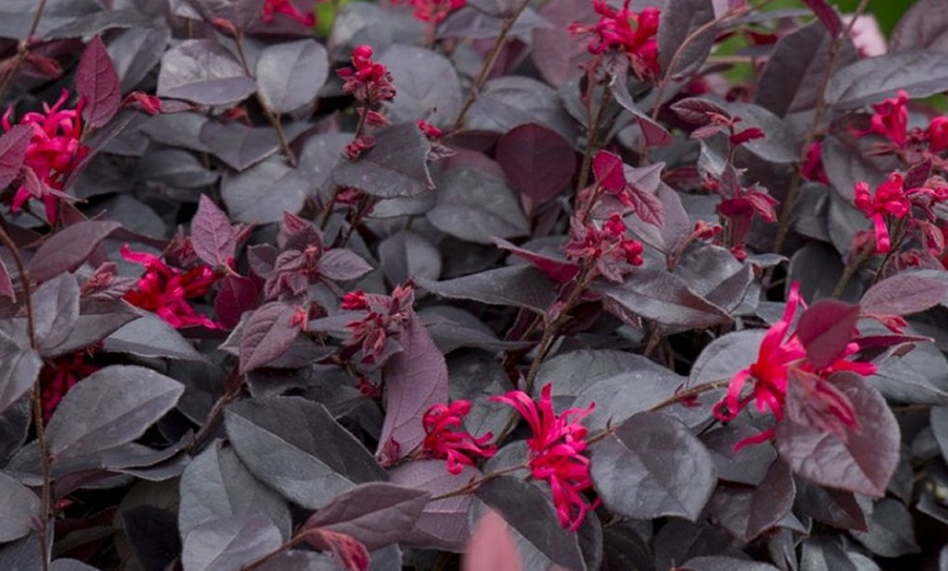 Image 1: Two Chinese Witch Hazel Shrubs