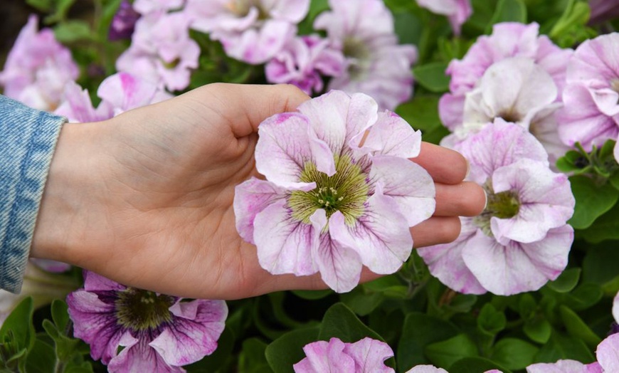 Petunia 'Bridal Blush' - 5, 10 or 20 Plants | Groupon