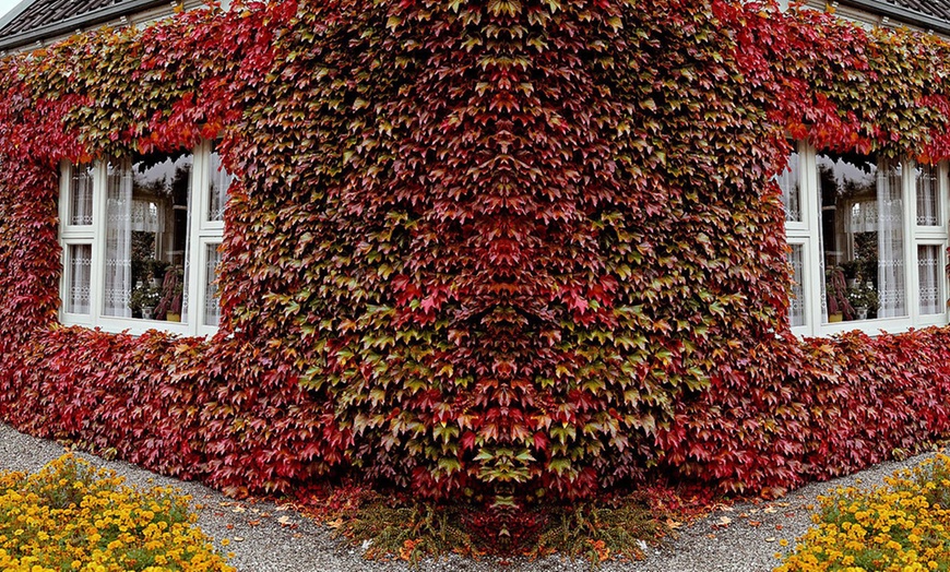 Image 6: Plante grimpante vigne vierge