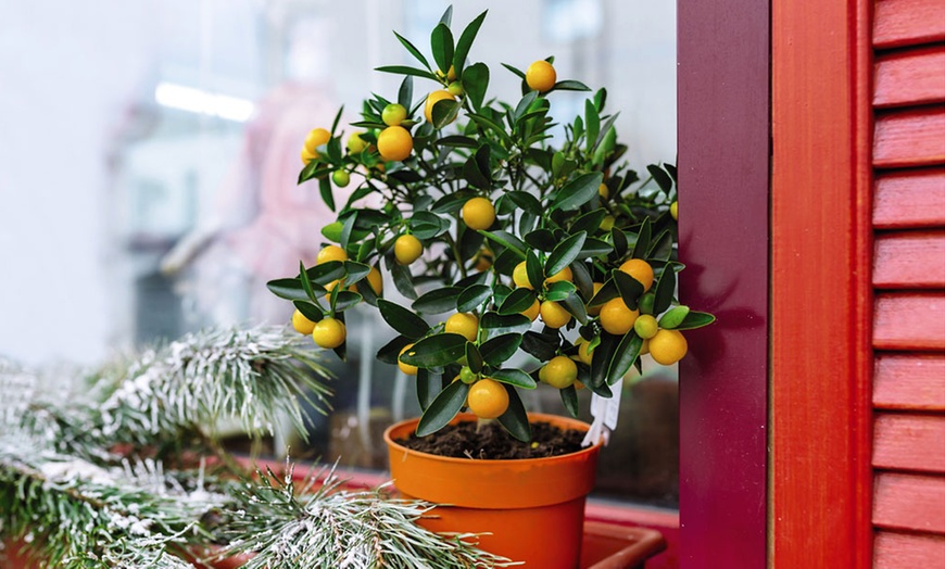 Image 4: Citrus Collection - Lemon, Lime and Orange Plants Potted Plants