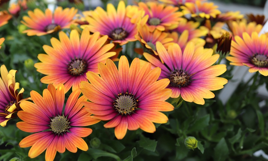 Image 4: One, Three or Six Osteospermum 'Purple Sun' Plants