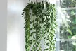 Mixed Selection of Hanging Houseplants - Potted Plants - Second Medium