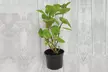 Hydrangea ‘Magical Moonlight’ - 1 or 2 Potted Plants - Second Medium