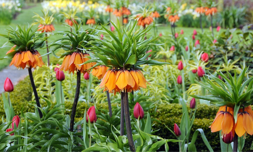 Image 1: Fritillaria Imperialis Orange