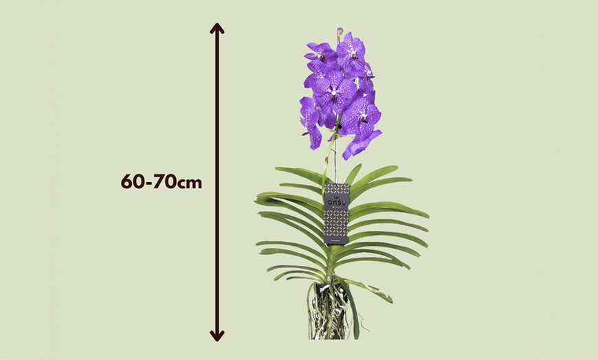 Image 17: Orquídeas Vanda XL Rootz