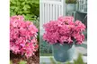 Set van 3, 4 of 8 Azalea's met kleurrijke bloemen in kleur naar keuze - Image 7