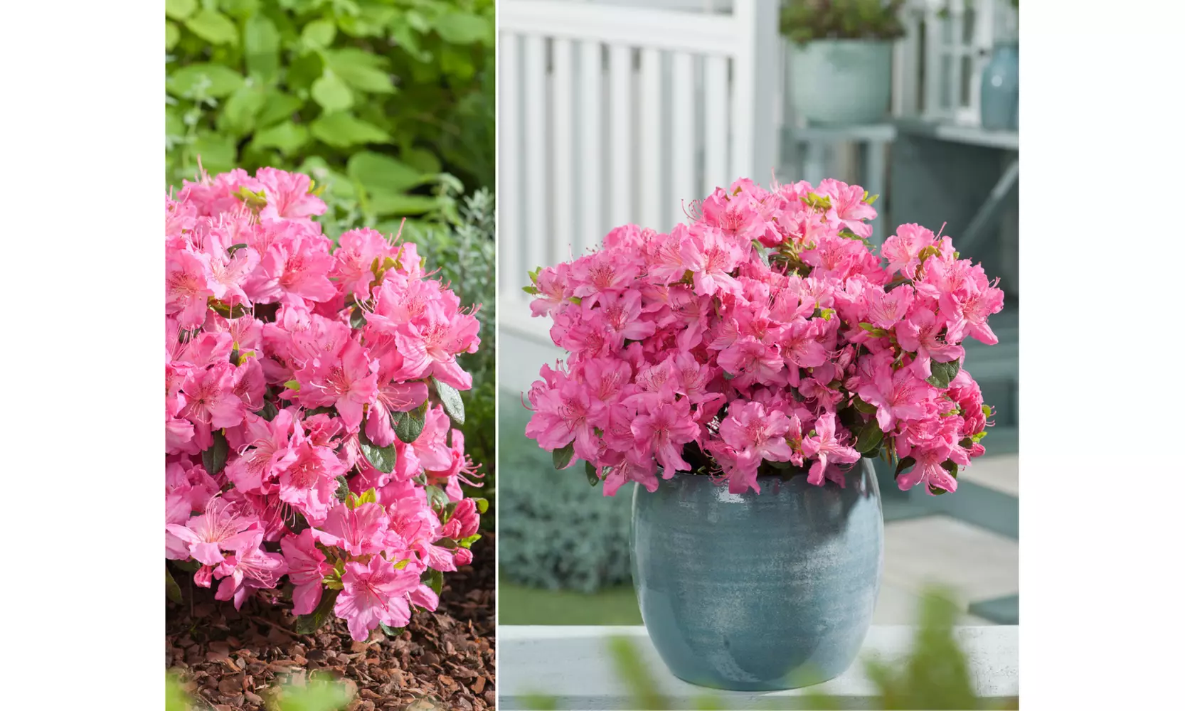 Set van 3, 4 of 8 Azalea's