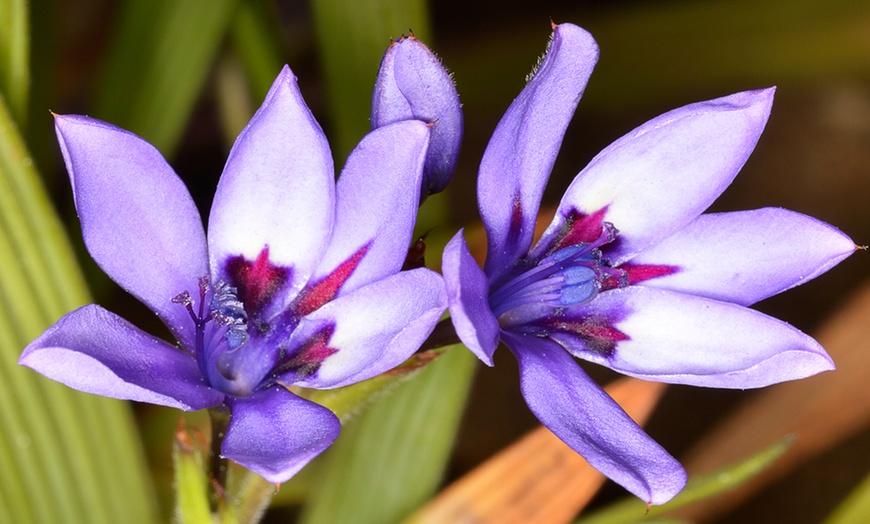 Image 2: Scented Babiana Stricta Kew Hybrid - 10, 20 or 30 Bulbs
