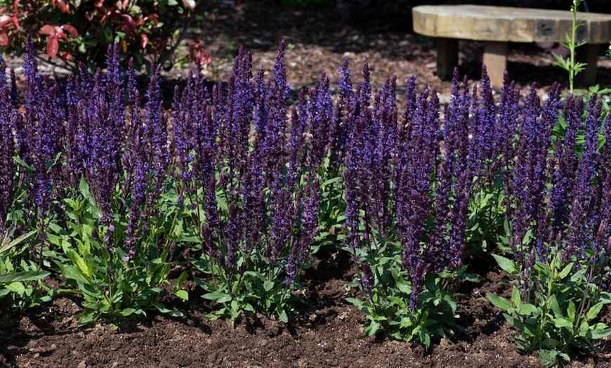 Image 4: 15 or 30 Salvia Nemorosa Salvatore Deep Blue Perennials