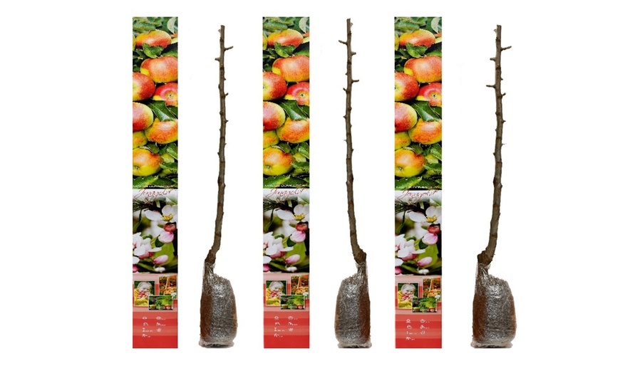 Image 16: Lot de 3, 5 ou 10 arbres fruitiers fuseaux