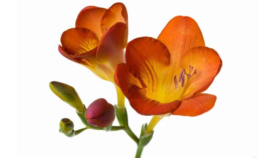 Image 2: Scented Freesia Mixed Colour Bulbs