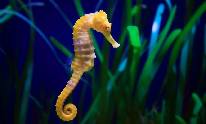 Image 6: Melbourne Big Ticket: Multi- Attraction Pass for Adults & Kids 