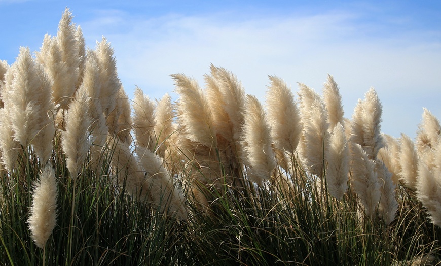 XL Pampas Grass | Groupon