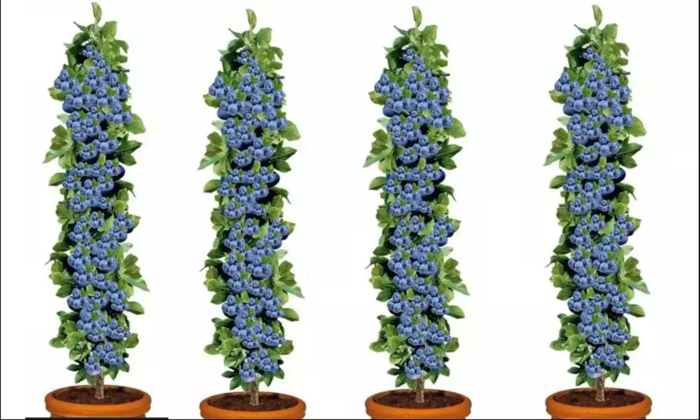 Set di 4 o 8 piante di mirtilli con spedizione gratuita - Primary Image