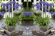Agapanthus Blue and White Collection - 6 or 12 Plants - Image 7