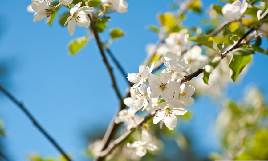 Image 2: 1 ou 2 ensembles de 4 arbres fruitiers piliers