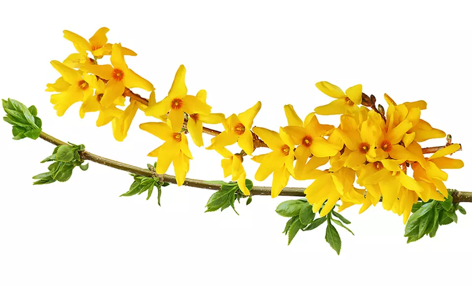 Forsythia Shrub. Free Returns. - Second Medium